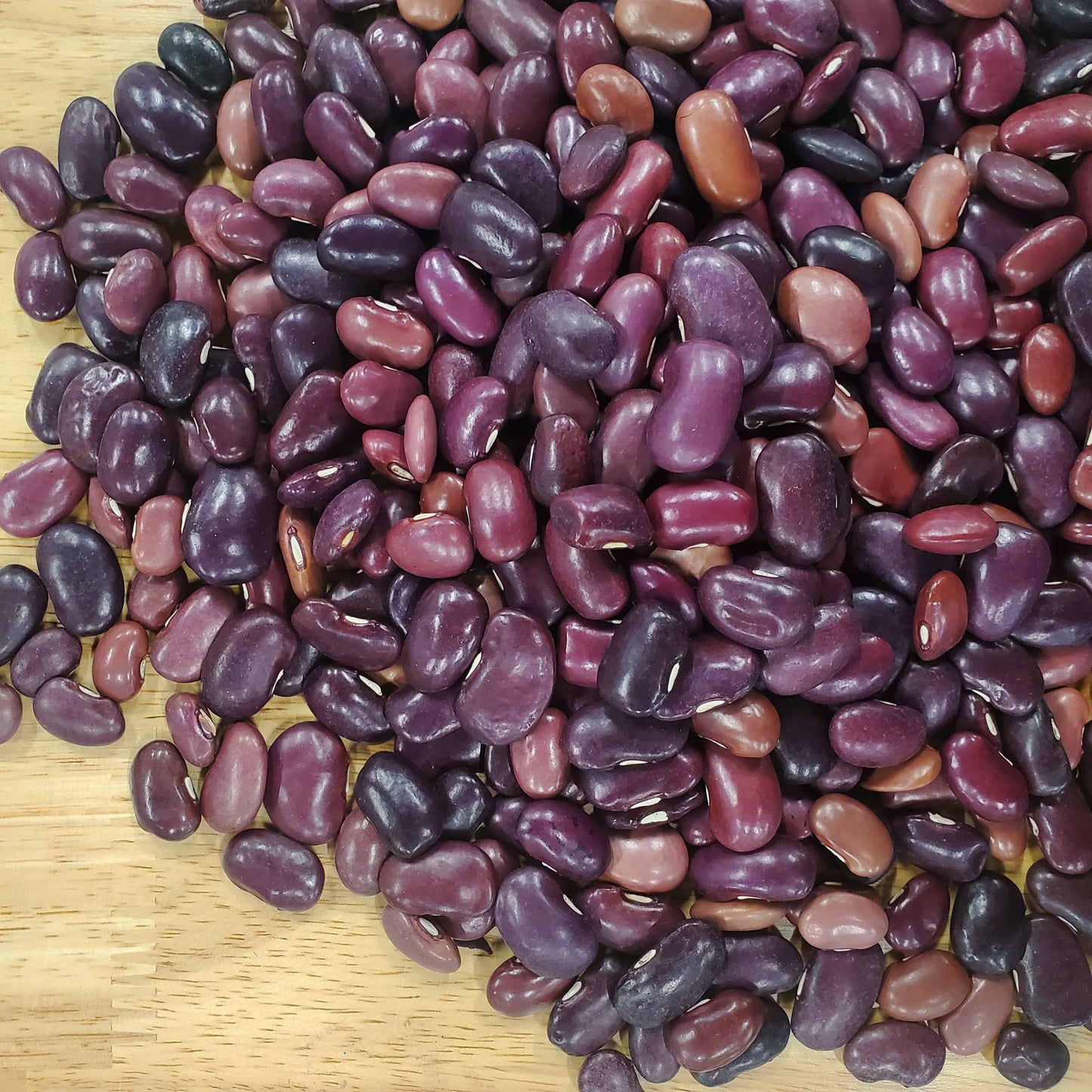 Ayocote Morado