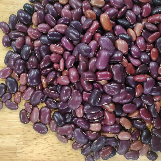 Ayocote Morado