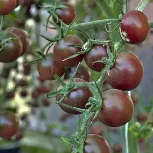 Black Cherry