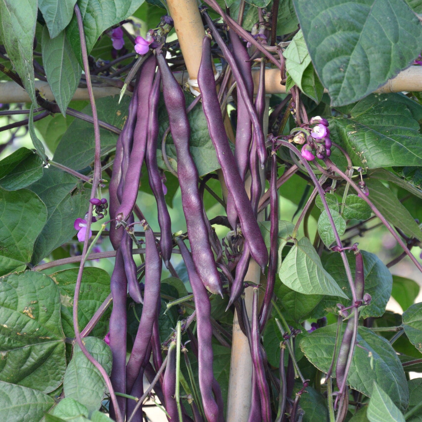 Blauhilde