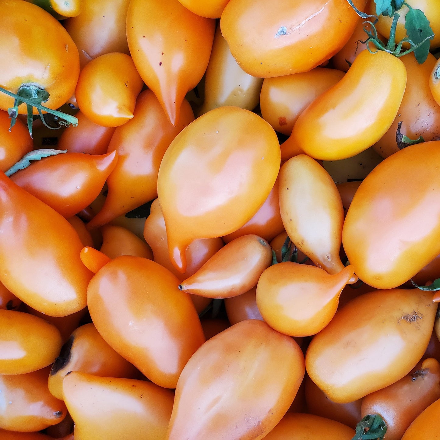 Buratino