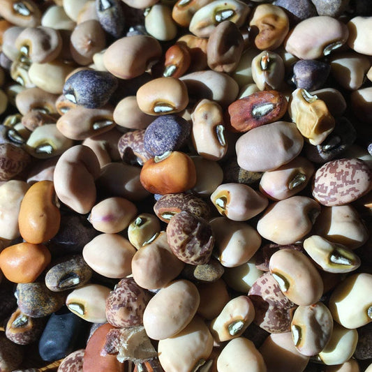 Cowpea Landrace