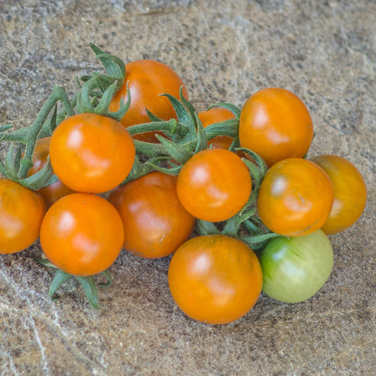Dark Orange Muscat