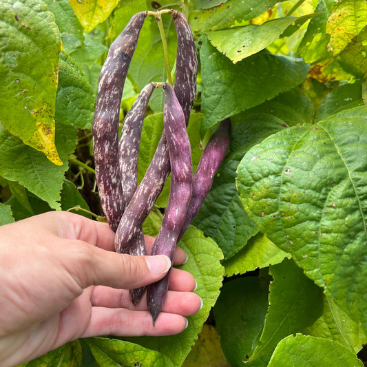 Dragon's Tongue