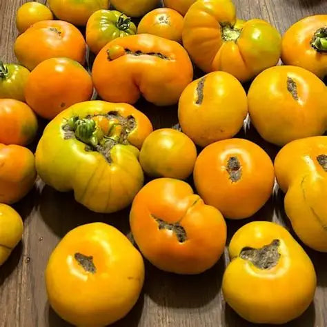 Exserted Orange