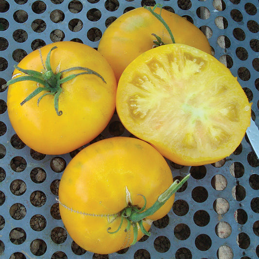 Giallo de Summer