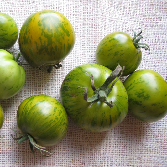 Green Zebra