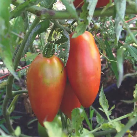 Inciardi Paste