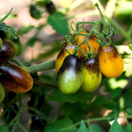 Indigo Pear Drops