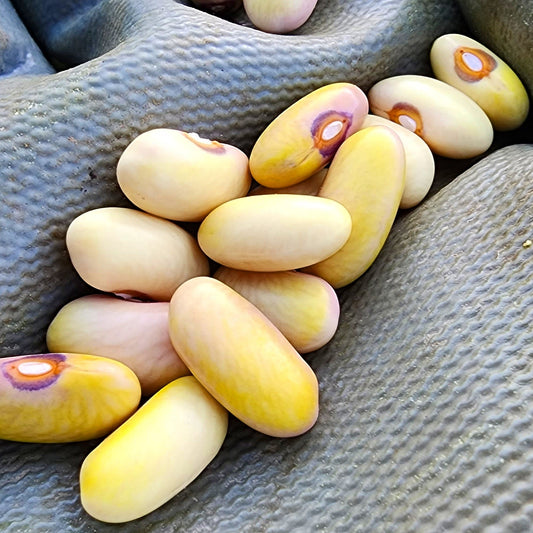 Malato