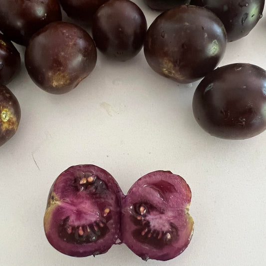 GMO Norfolk Empress Purple