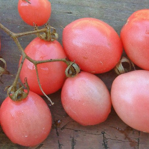 Pink Thai Egg