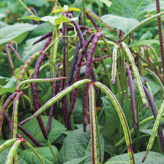 Pinkeye Purple Hull