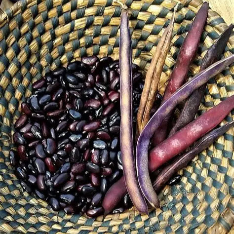 Purple Kingsessing