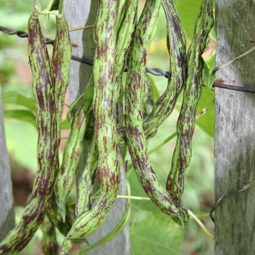Rattlesnake Pole