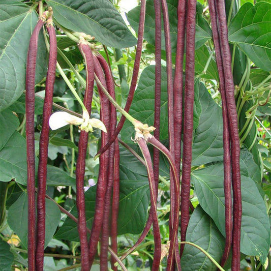 Red Noodle