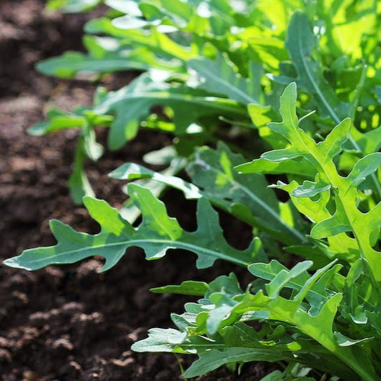 Roquette