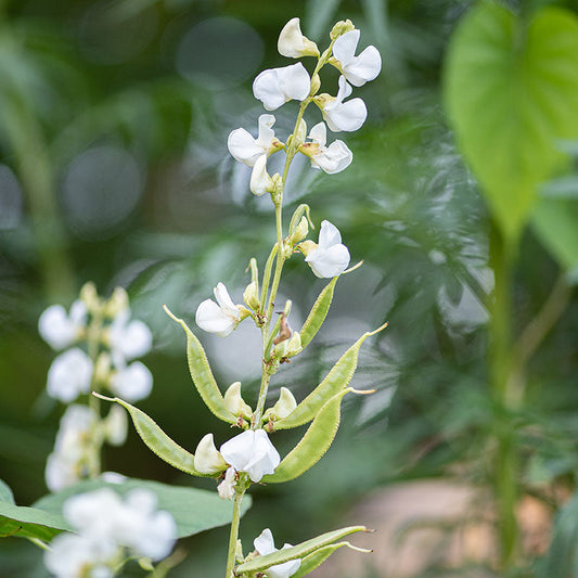 Silver Moon Hyacinth