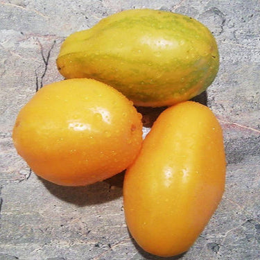 Sofia's Golden Pear