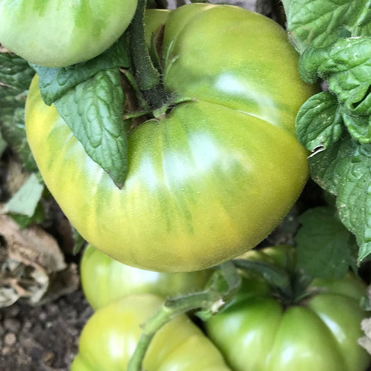 Summertime Green