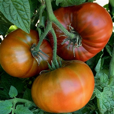 Tasmanian Chocolate Dwarf
