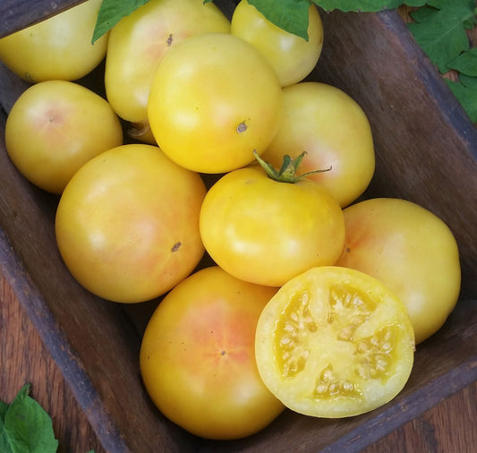 Thorburn's Lemon Blush