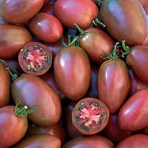 Ukrainian Purple