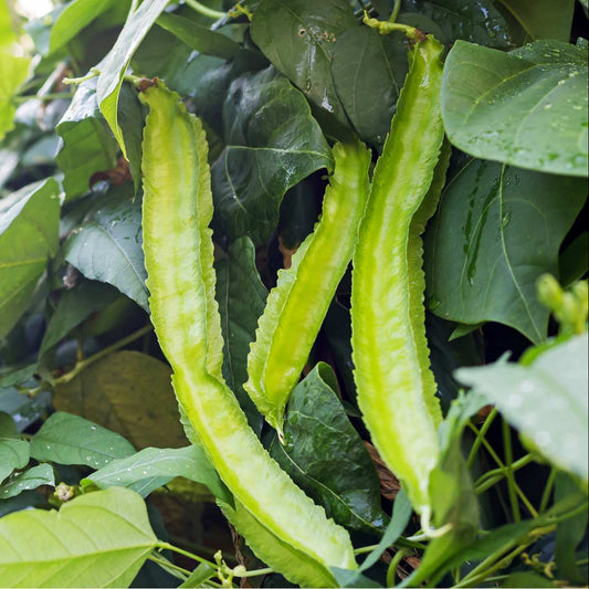 Winged - Brown Seed