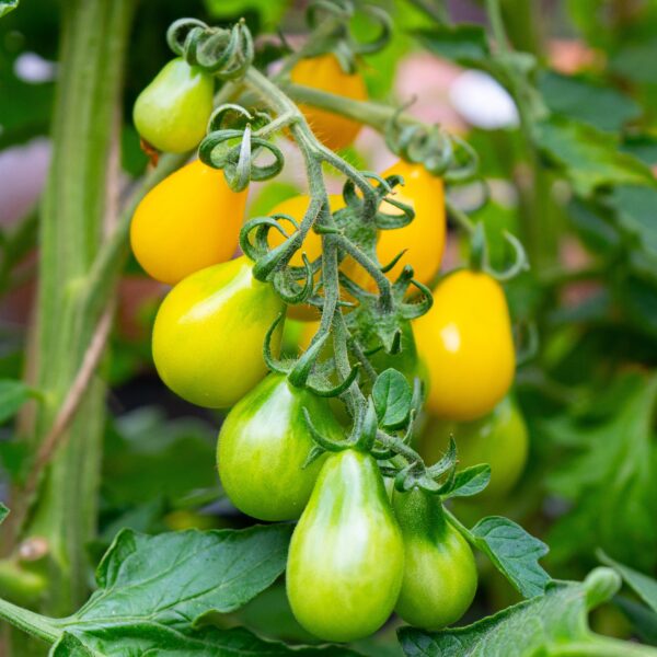 Yellow Pear