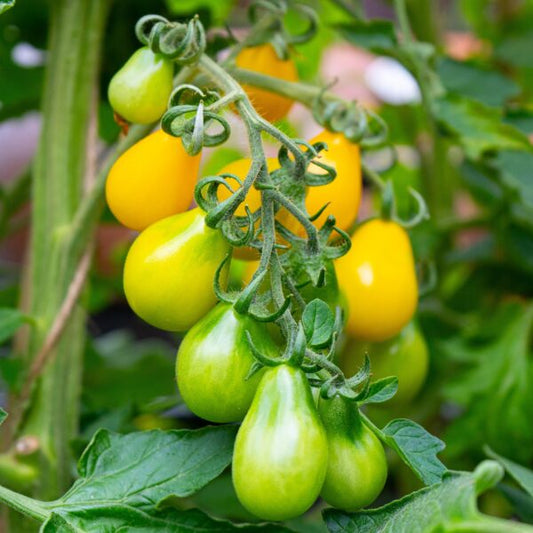 Yellow Pear